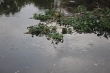 hang nghin tan ca nuoi long be chet trang song la nga