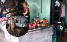 lo nhiem virus benh dai tp hcm khuyen nguoi dan bo an thit cho