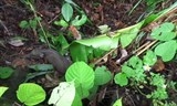 wildaid ve tranh tuong keu goi bao ve dong vat quy hiem