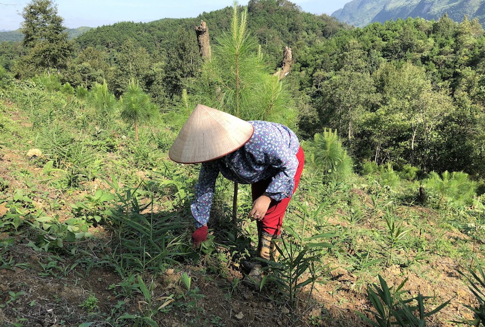 pfg gieo mam xanh hy vong o cao bang