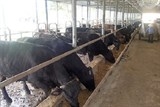 Tháng 11/2015: Bò Kobe ‘made in Vietnam’ ra thị trường