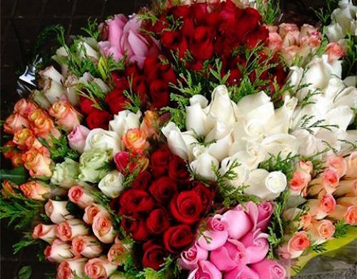 hoa hong cac loai duoc mua dip 2010