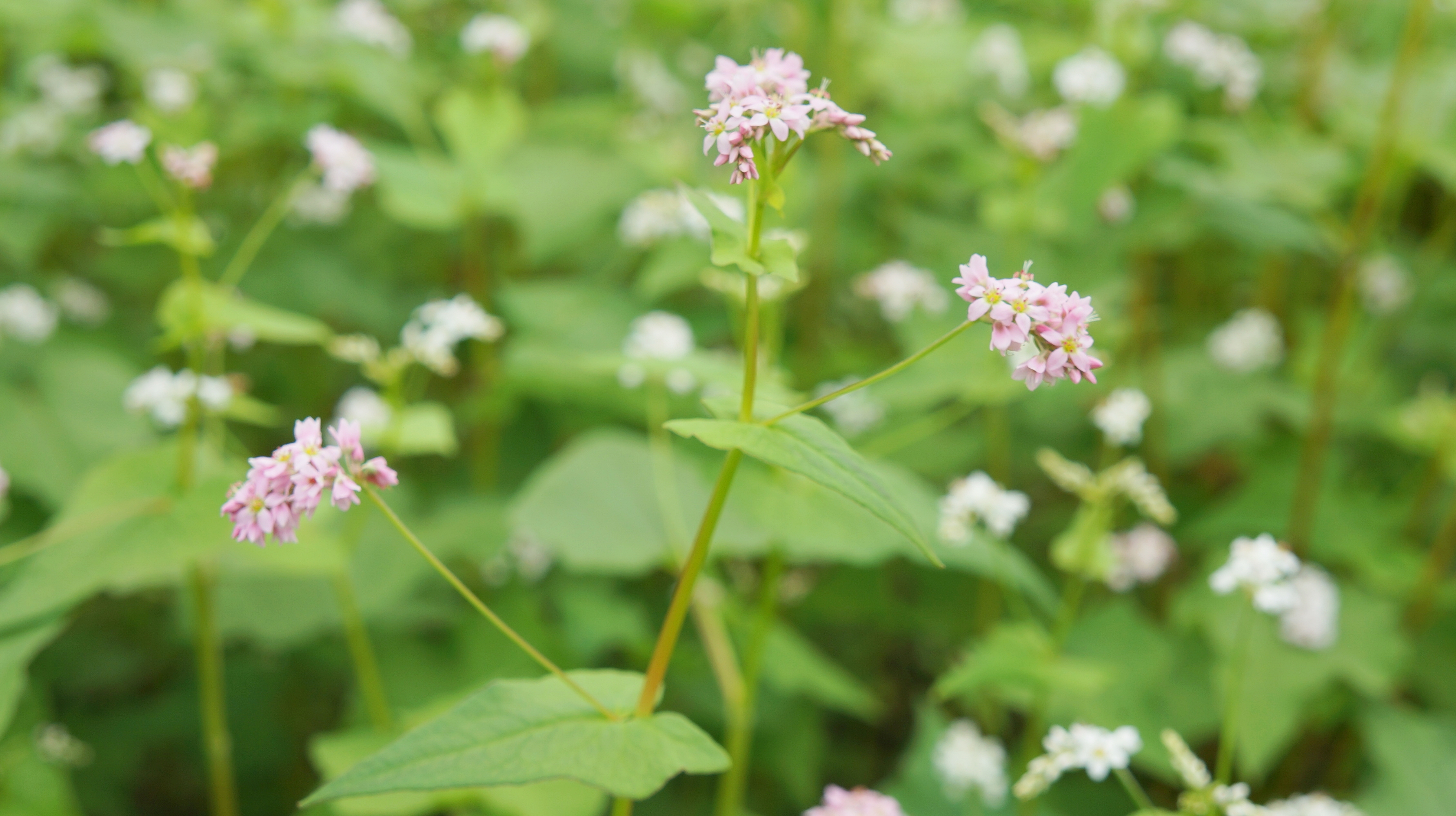 ha giang lap dat 21 diem phat wifi mien phi