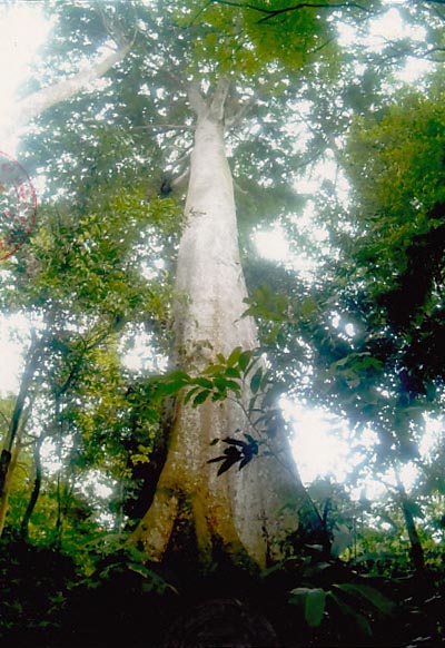 bac giang cu lim 1100 nam tuoi duoc cong nhan la cay di san viet nam