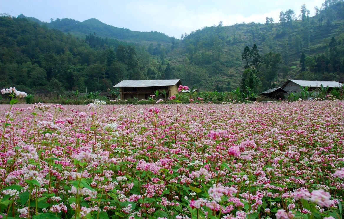 nhung dia diem san hoa tam giac mach dep nhat tai ha giang