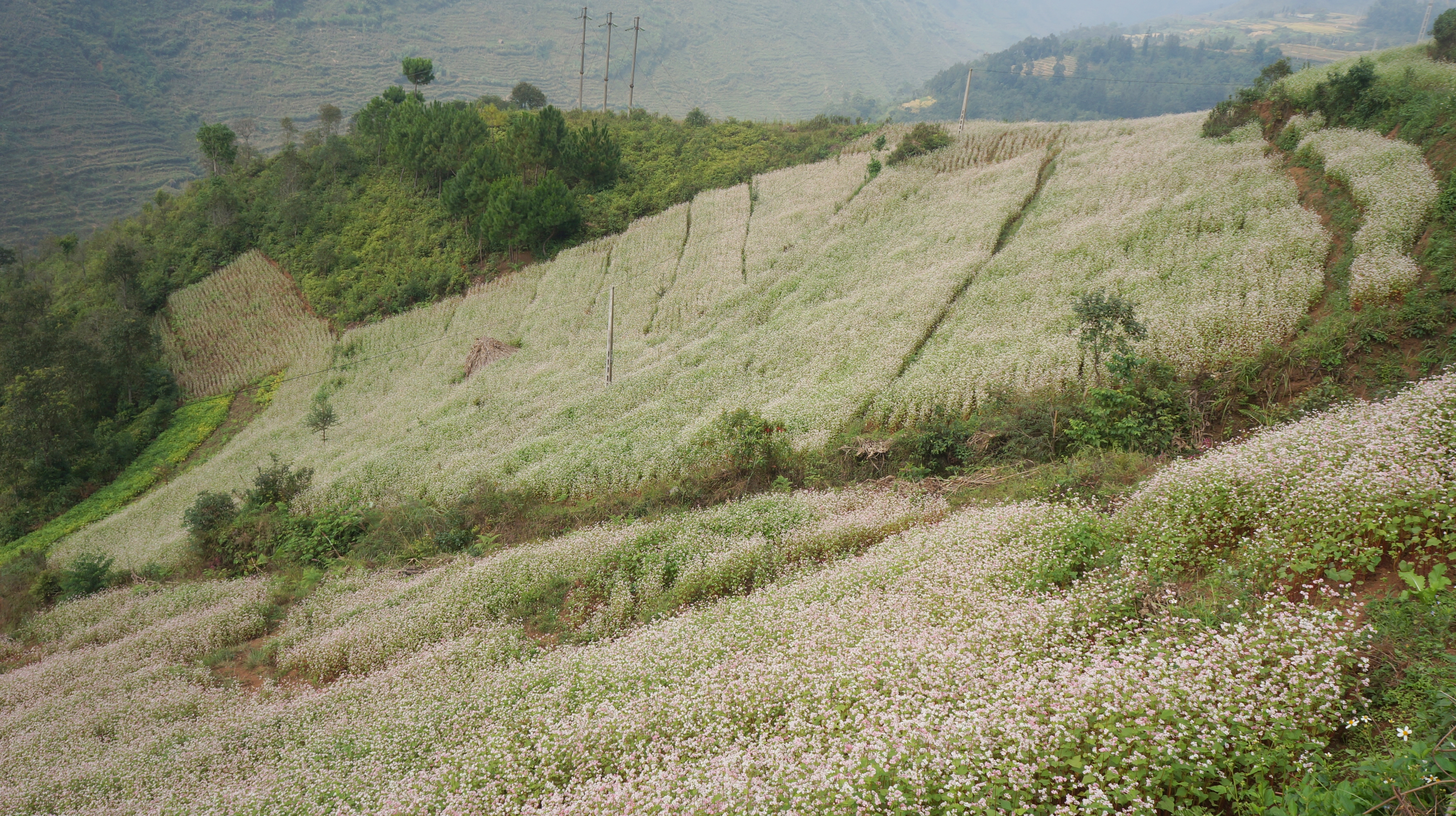 nhung dia diem san hoa tam giac mach dep nhat tai ha giang
