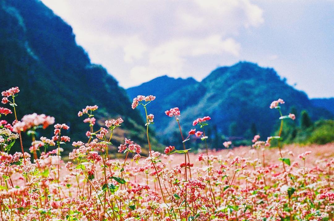 nhung dia diem san hoa tam giac mach dep nhat tai ha giang