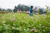 Những địa điểm “săn” hoa tam giác mạch đẹp nhất tại Hà Giang