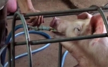 TP.HCM: Bắt hơn 4.600 con heo nghi chích thuốc an thần