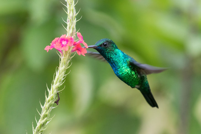 chim ruoi dap canh cuc ky nhanh lam sao de chup anh dep hay lang nghe loi khuyen cua nhiep anh gia nhat ban