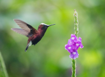 chim ruoi dap canh cuc ky nhanh lam sao de chup anh dep hay lang nghe loi khuyen cua nhiep anh gia nhat ban