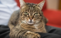 tu 112020 han che gay so hai dau don cho vat nuoi truoc khi bi giet mo