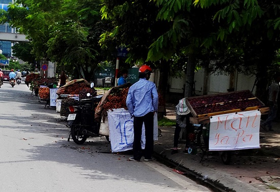 ha noi cap logo nhan dien cac cua hang kinh doanh trai cay dam bao an toan