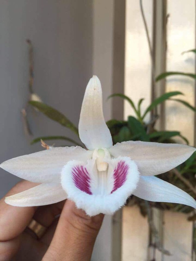 truoc nghi van thoi gia goc lan 68 ty dong chu nhan cu cay lan tiet lo thong tin bat ngo