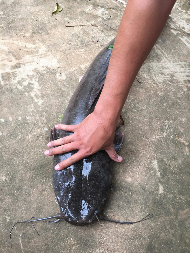 quang nam can thu bat duoc ca tre khung dai 1 met nhieu nguoi hoi mua gia cao nhung khong ban