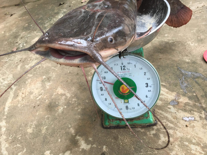 quang nam can thu bat duoc ca tre khung dai 1 met nhieu nguoi hoi mua gia cao nhung khong ban