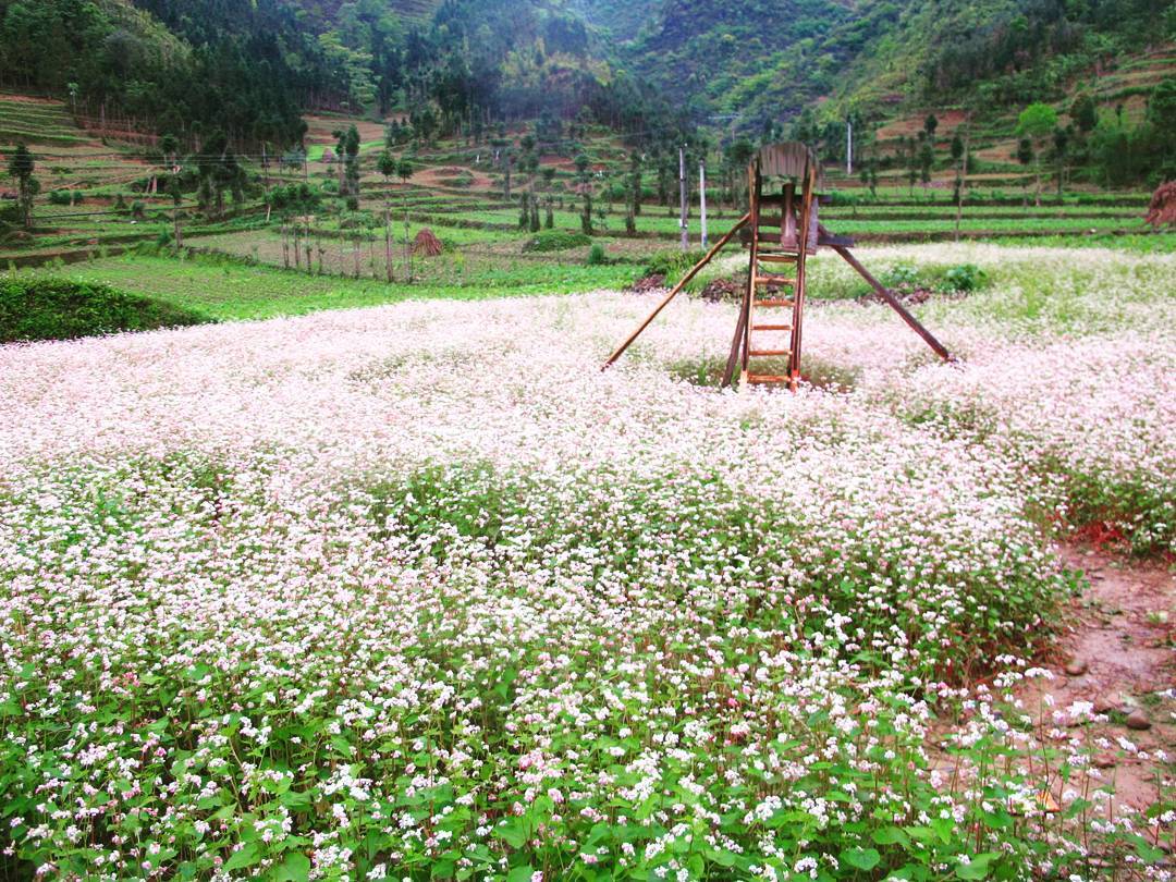 den ha giang ngam sac hong dip le hoi hoa tam giac mach