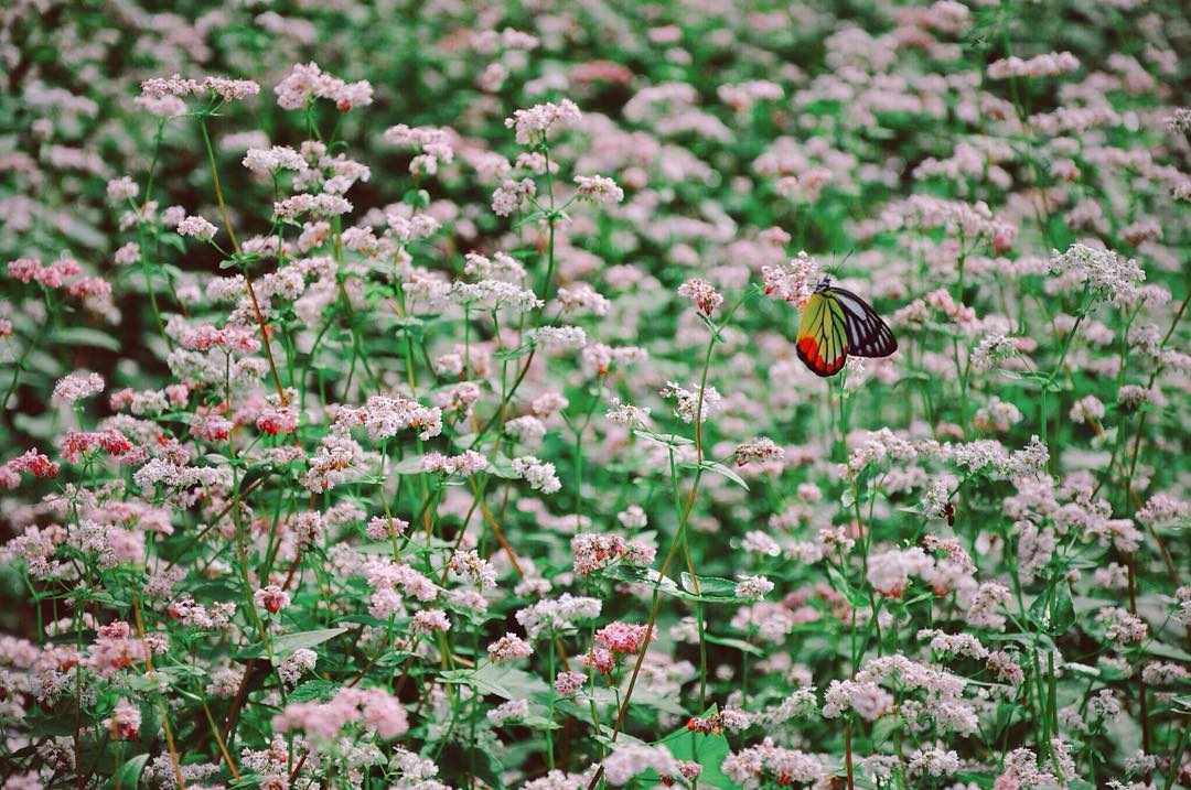 den ha giang ngam sac hong dip le hoi hoa tam giac mach