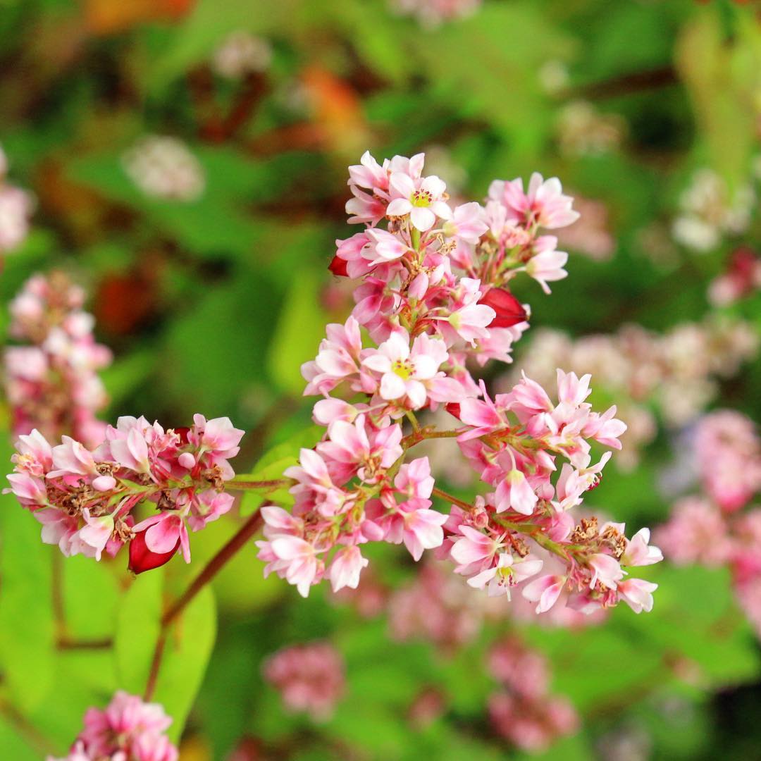den ha giang ngam sac hong dip le hoi hoa tam giac mach