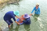 Phụ phẩm ngành tôm - “mỏ vàng”… chờ khai thác