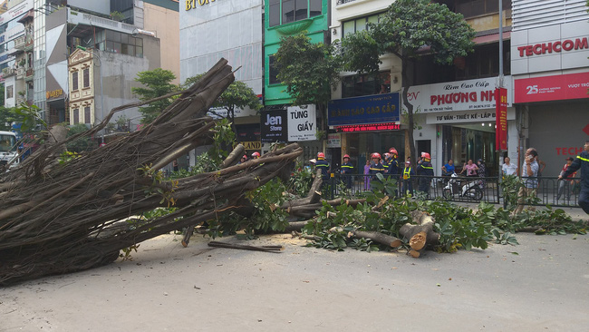 ha noi cay da co thu bat ngo do chan ngang duong tai xe thot tim khi thoat nan