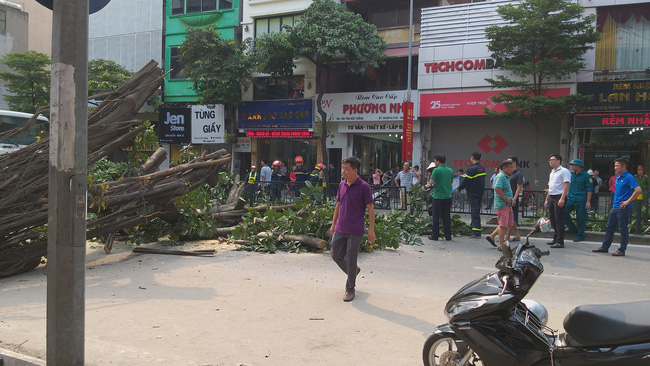 ha noi cay da co thu bat ngo do chan ngang duong tai xe thot tim khi thoat nan
