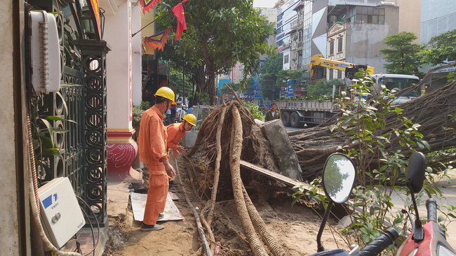 ha noi cay da co thu bat ngo do chan ngang duong tai xe thot tim khi thoat nan