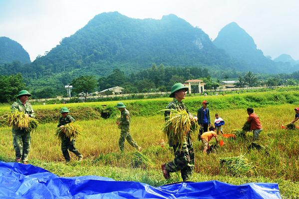 linh bien phong giup dong bao ruc thu hoach lua moi