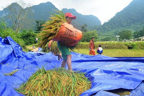 linh bien phong giup dong bao ruc thu hoach lua moi