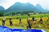 linh bien phong giup dong bao ruc thu hoach lua moi