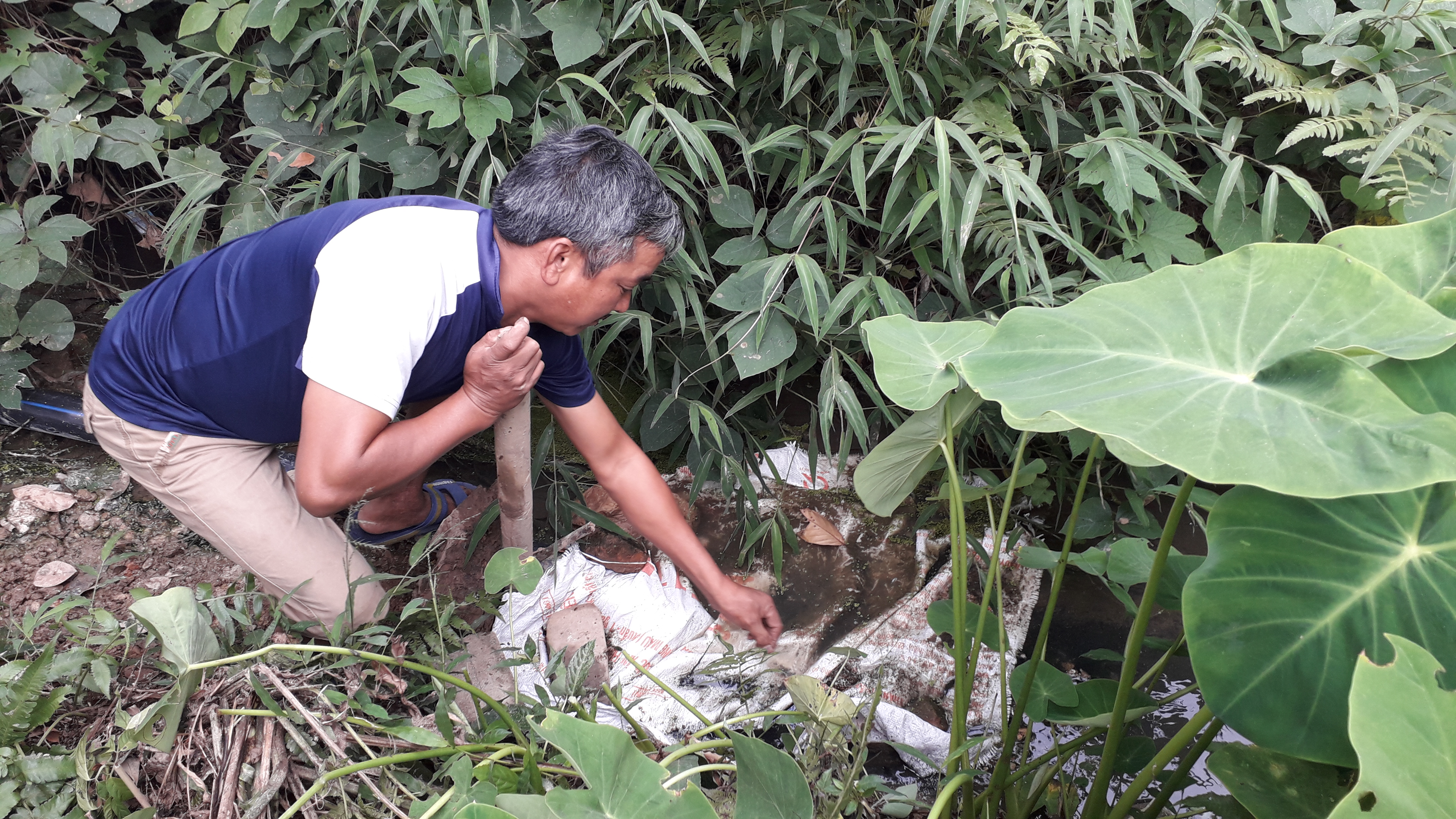 nguoi dan khon kho vi trang trai nuoi lon giua khu dan cu