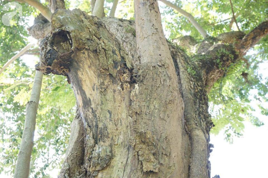 ha noi cong an truc chien ngay dem bao ve 3 cay sua hon 100 nam tuoi tri gia hang tram ty dong