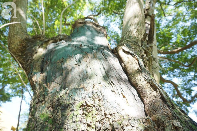 ha noi cong an truc chien ngay dem bao ve 3 cay sua hon 100 nam tuoi tri gia hang tram ty dong