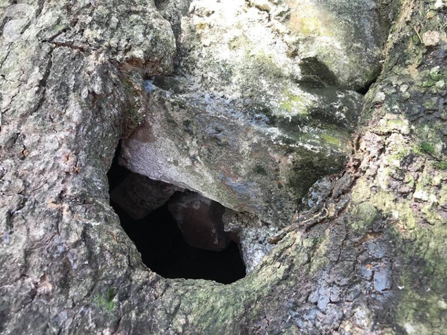 ha noi cong an truc chien ngay dem bao ve 3 cay sua hon 100 nam tuoi tri gia hang tram ty dong