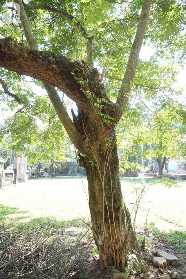 ha noi cong an truc chien ngay dem bao ve 3 cay sua hon 100 nam tuoi tri gia hang tram ty dong