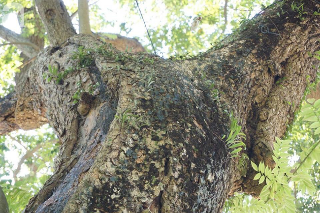 ha noi cong an truc chien ngay dem bao ve 3 cay sua hon 100 nam tuoi tri gia hang tram ty dong