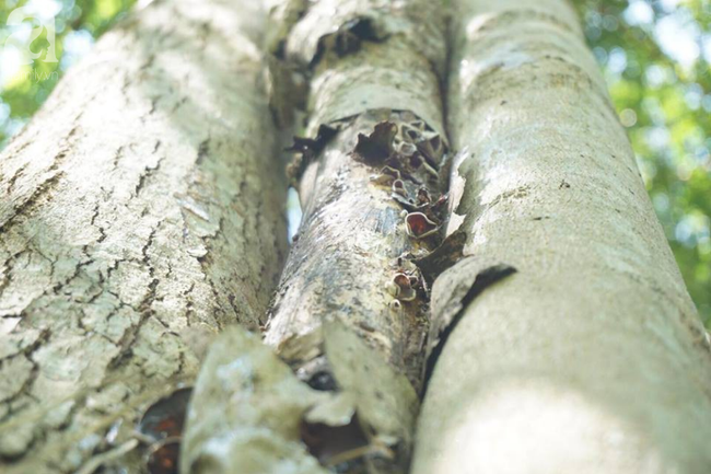 ha noi cong an truc chien ngay dem bao ve 3 cay sua hon 100 nam tuoi tri gia hang tram ty dong