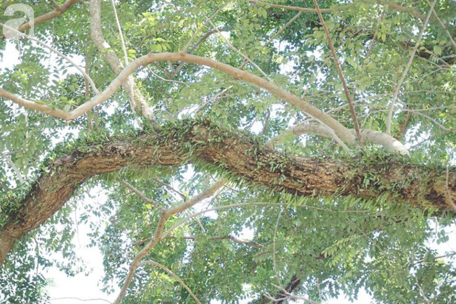 ha noi cong an truc chien ngay dem bao ve 3 cay sua hon 100 nam tuoi tri gia hang tram ty dong