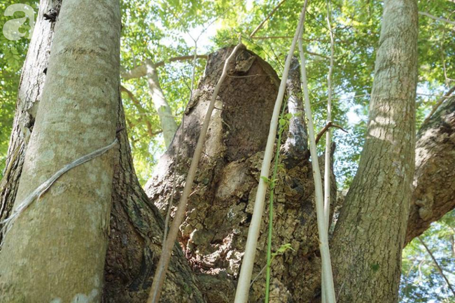 ha noi cong an truc chien ngay dem bao ve 3 cay sua hon 100 nam tuoi tri gia hang tram ty dong