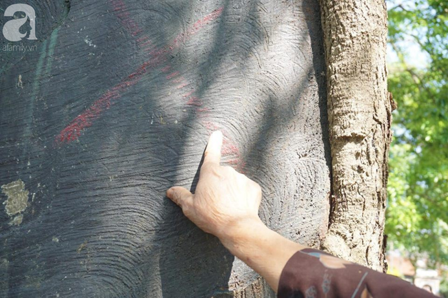 ha noi cong an truc chien ngay dem bao ve 3 cay sua hon 100 nam tuoi tri gia hang tram ty dong