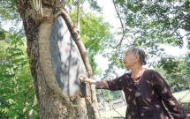 ha noi cong an truc chien ngay dem bao ve 3 cay sua hon 100 nam tuoi tri gia hang tram ty dong