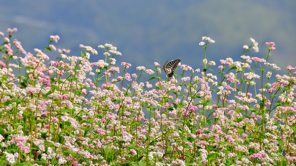 hanh trinh 247 khach san kieu con nhong doc dao o nha trang