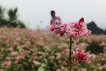 ha giang mien da nui no hoa