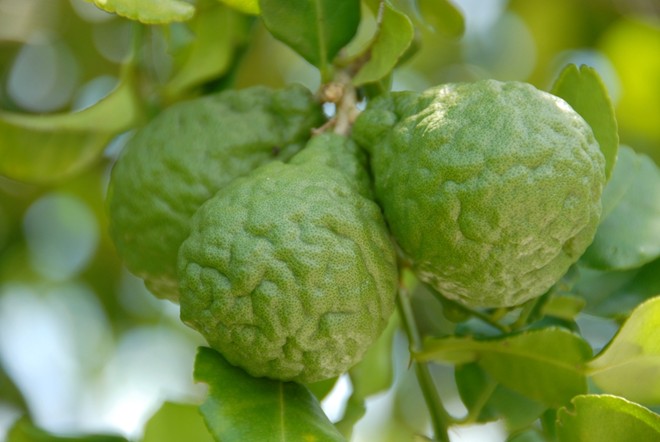 nguyen long huy va giac mo cay chuc phu xanh vung bay nui