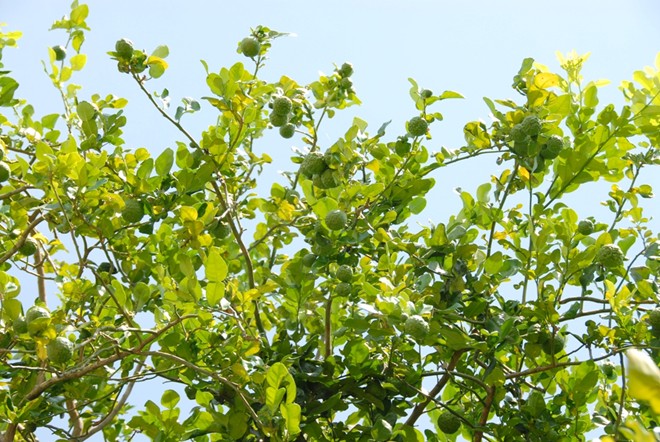 nguyen long huy va giac mo cay chuc phu xanh vung bay nui