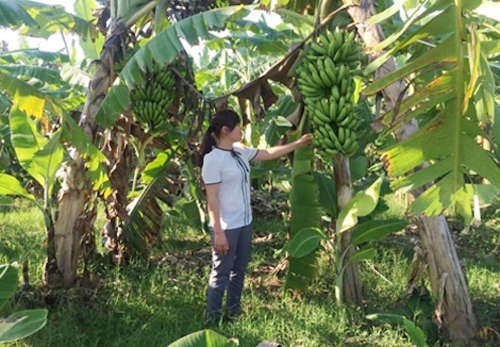 hang tram tan chuoi vinh phuc bi thuong lai trung quoc chay lang