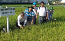 binh dien dua nong dan di hoc tai vien nghien cuu lua quoc te