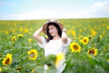 anh duong rang ro tren canh dong hoa mat troi xu nghe