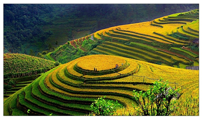 viet nam day mau sac qua trien lam anh huong sac tram mien