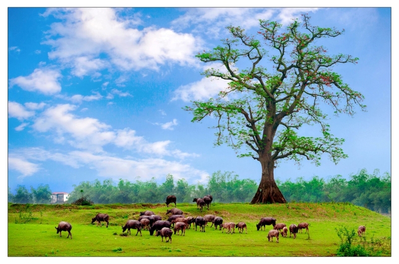 viet nam day mau sac qua trien lam anh huong sac tram mien